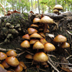 Pholiota species